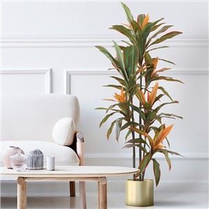 Punase servaga Dracaena Tree